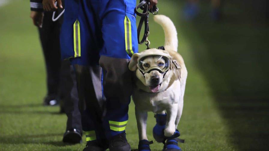 Muere perra rescatista Frida, símbolo del terremoto de México de 2017