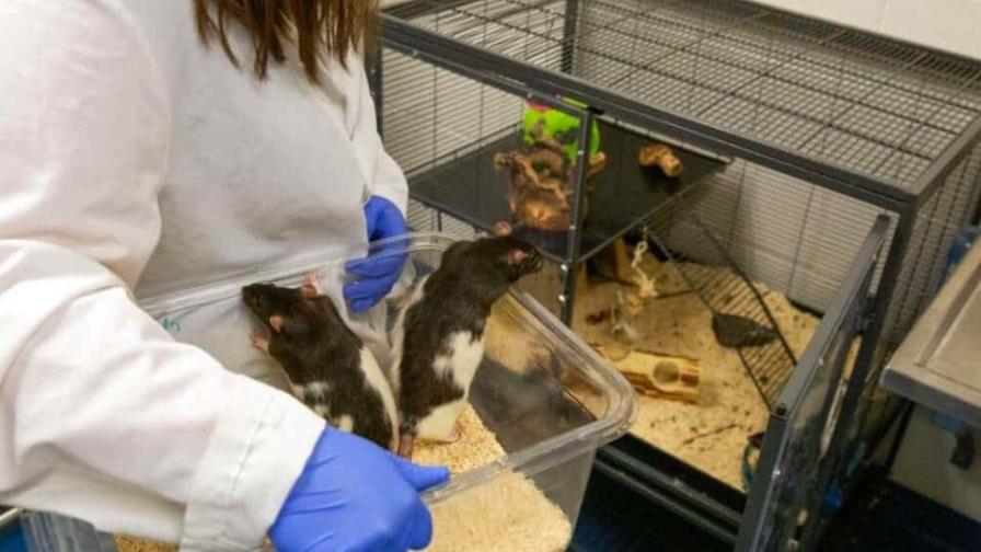 Las ratas reaccionan al ritmo de la música, revela un estudio japonés