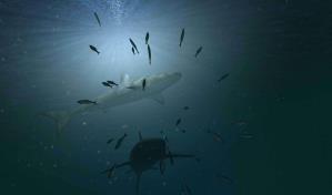 Cambio climático y sobrepesca amenazan con acabar con cientos de especies