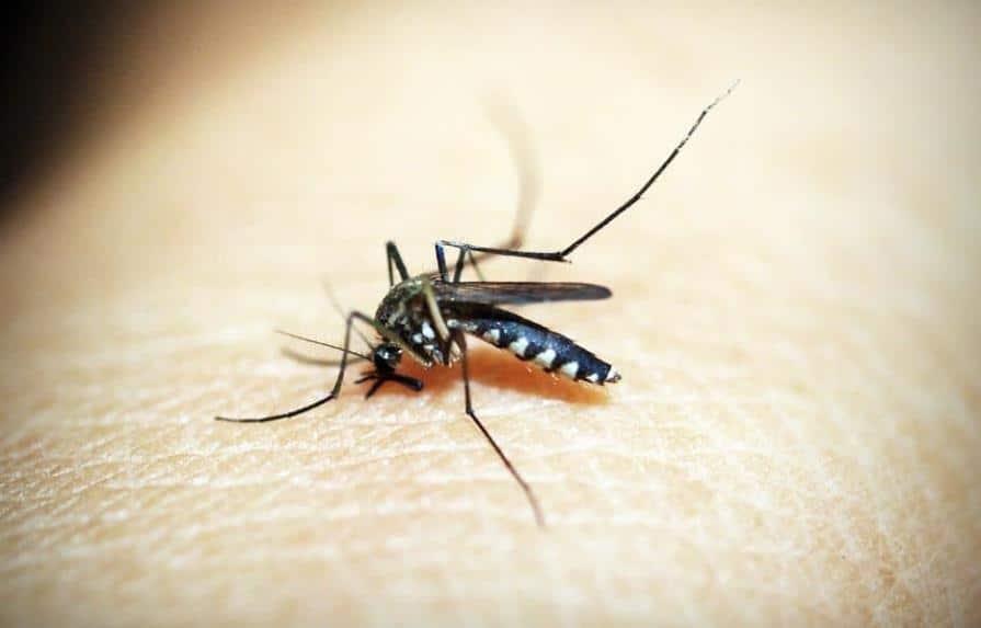 Autoridades de Salud reconocen aumento en casos de dengue, pero afirman está dentro de lo esperado