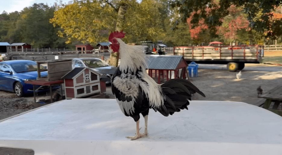 Ofrecen recompensa de 1,900 dólares para recuperar un gallo en Nueva Jersey