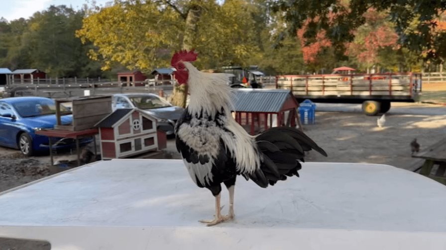 Ofrecen recompensa de 1,900 dólares para recuperar un gallo en Nueva Jersey