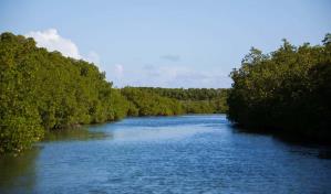 Así conmemoran varias entidades el Día Internacional de la Conservación de Manglares