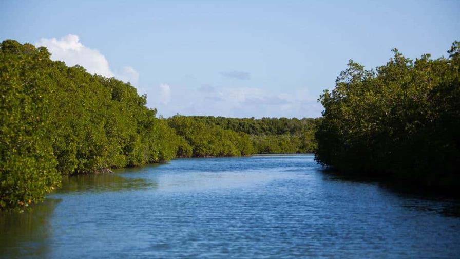 Así conmemoran varias entidades el Día Internacional de la Conservación de Manglares