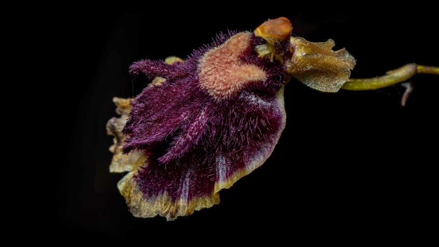 Reintroducen orquídea endémica de RD en peligro de extinción