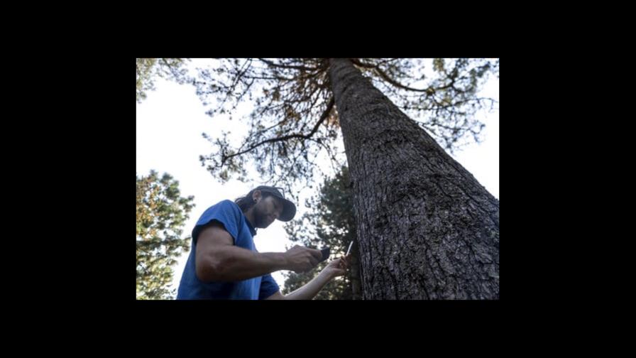 Los árboles urbanos también ayudan contra cambio climático