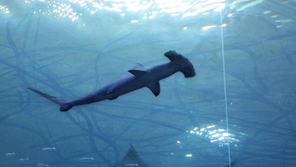 Cumbre de especies amenazadas debate restringir tráfico de aletas de tiburón