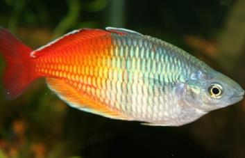 Los peces con aletas de raya sobrevivieron a la extinción masiva