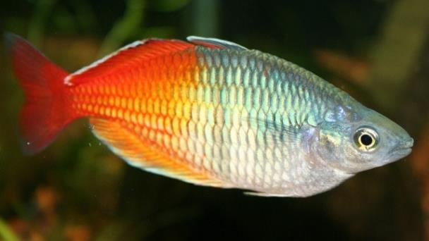 Los peces con aletas de raya sobrevivieron a la extinción masiva
