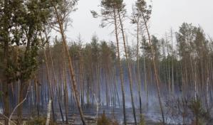 Miner&iacute;a y madera amenazan a los bosques como la expansi&oacute;n agr&iacute;cola extracci&oacute;n de madera