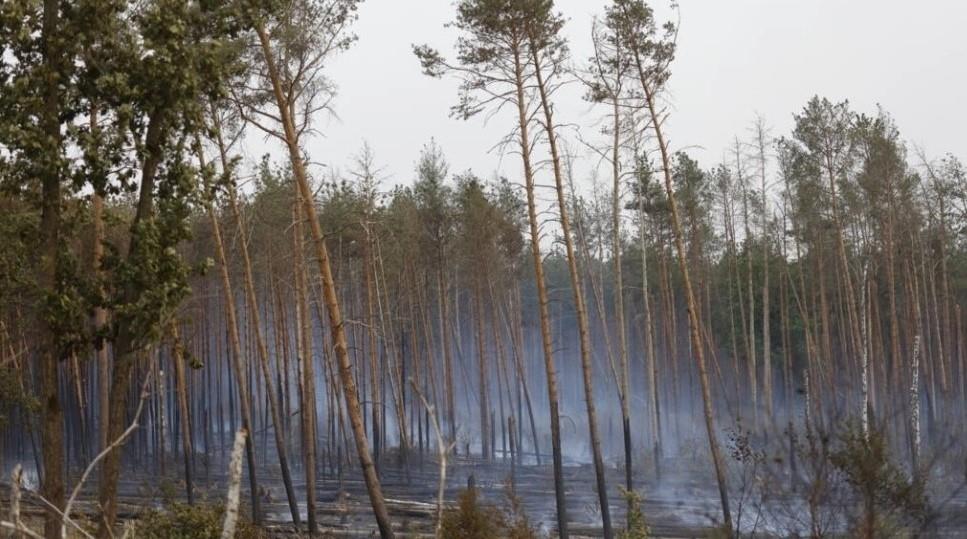 Ya no tan verde, Alemania busca diversificar sus bosques para salvarlos