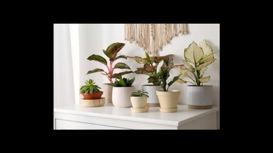 Estas son las plantas de interior para atraer el dinero