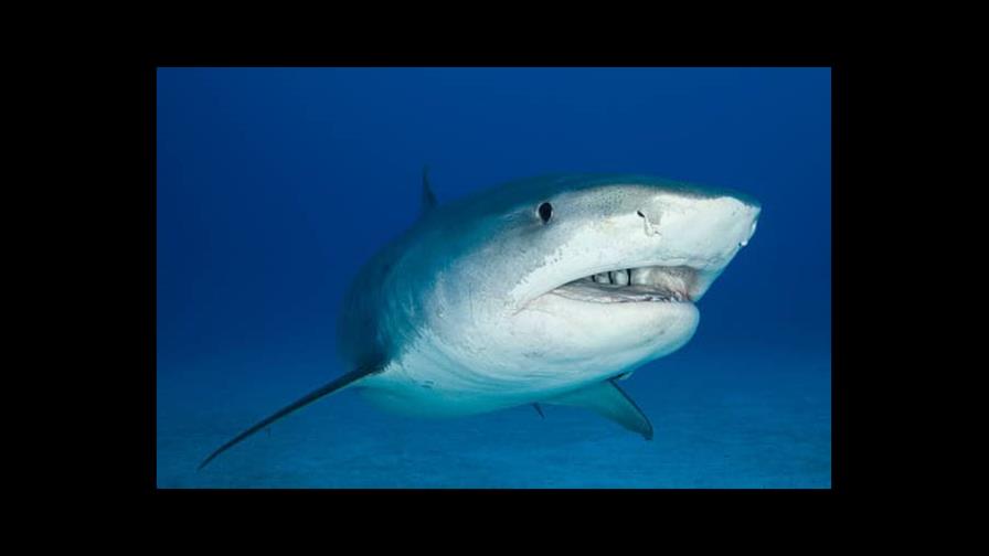 Cumbre de especies amenazadas da histórico paso para restringir tráfico de aletas de tiburón Cumbre de especies amenazadas da histórico paso para restringir tráfico de aletas de tiburón