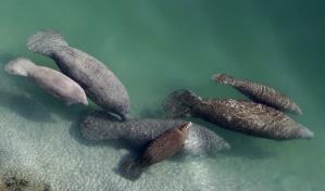 Piden estatus de especie en peligro para manatíes en Estados Unidos Piden estatus de especie en peligro para manatíes en Estados Unidos