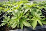 Nueva York entrega las primeras licencias para la venta de cannabis Nueva York entrega las primeras licencias para la venta de cannabis