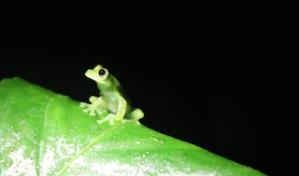 Cumbre de especies amenazadas debate medidas para salvar a tortugas y ranas de cristal