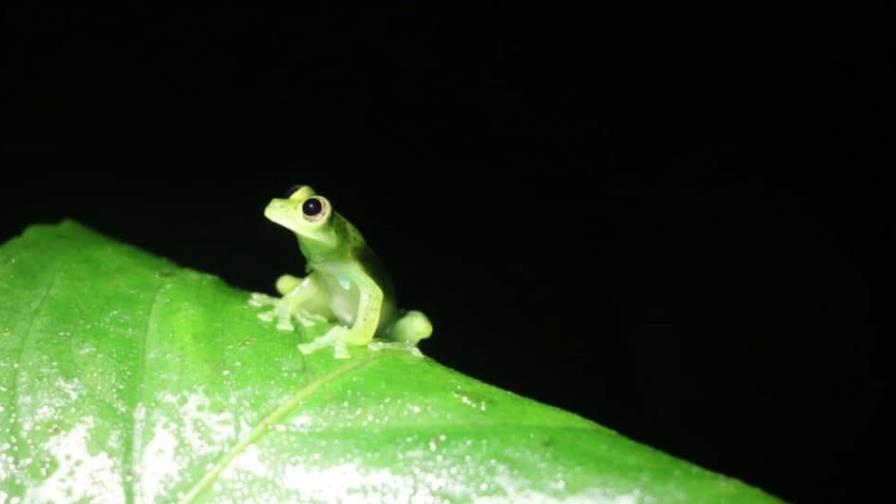 Cumbre de especies amenazadas debate medidas para salvar a tortugas y ranas de cristal