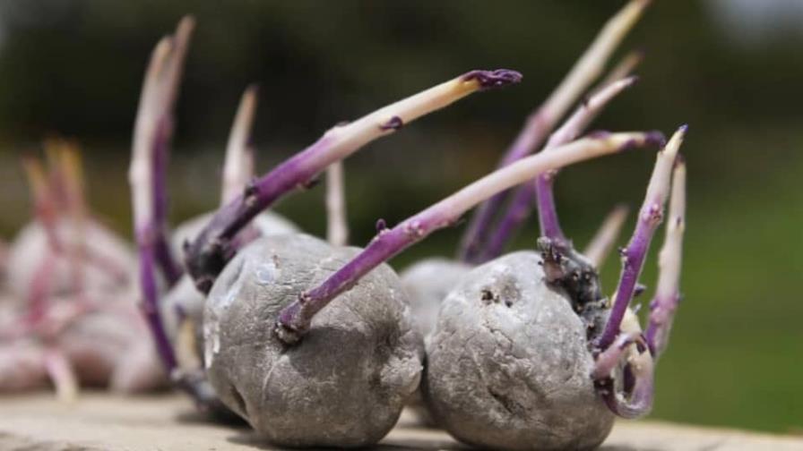 Las manos científicas al rescate de las papas nativas de Colombia