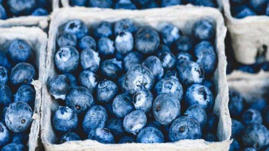 Exportación de arándano produjo más de 1,400 millones de dólares en Perú Exportación de arándano produjo más de 1,400 millones de dólares en Perú