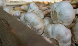 Ministerio de Agricultura da inicio a la siembra de ajo en Constanza