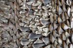 Adoptada primera cuota de pesca global relativa al tiburón marrajo en CITES