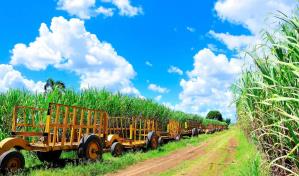 El tira y hala entre EEUU y la industria azucarera dominicana antes del bloqueo al Central Romana