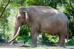 Muere en el zoo de Miami el elefante asiático más viejo de EE.UU. Muere en el zoo de Miami el elefante asiático más viejo de EE.UU.