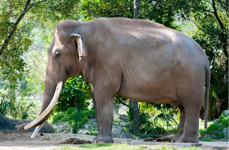 Muere en el zoo de Miami el elefante asiático más viejo de EE.UU.