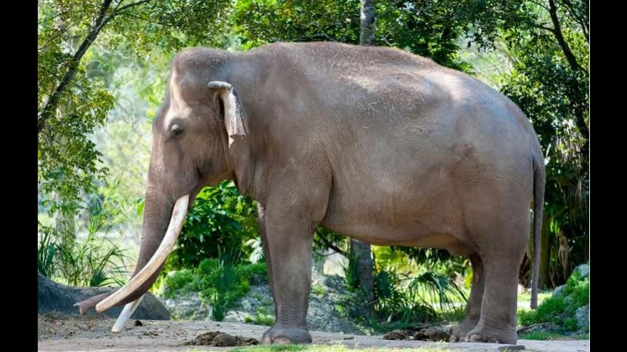 Muere en el zoo de Miami el elefante asiático más viejo de EE.UU.