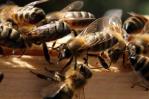 Las abejas que salvarán el planeta hacen la miel más pura en Isla de Pascua Las abejas que salvarán el planeta hacen la miel más pura en Isla de Pascua