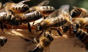 Vacunar abejas: el método prometedor para limitar la extinción de los polinizadores