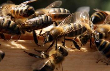 Las abejas que salvarán el planeta hacen la miel más pura en Isla de Pascua