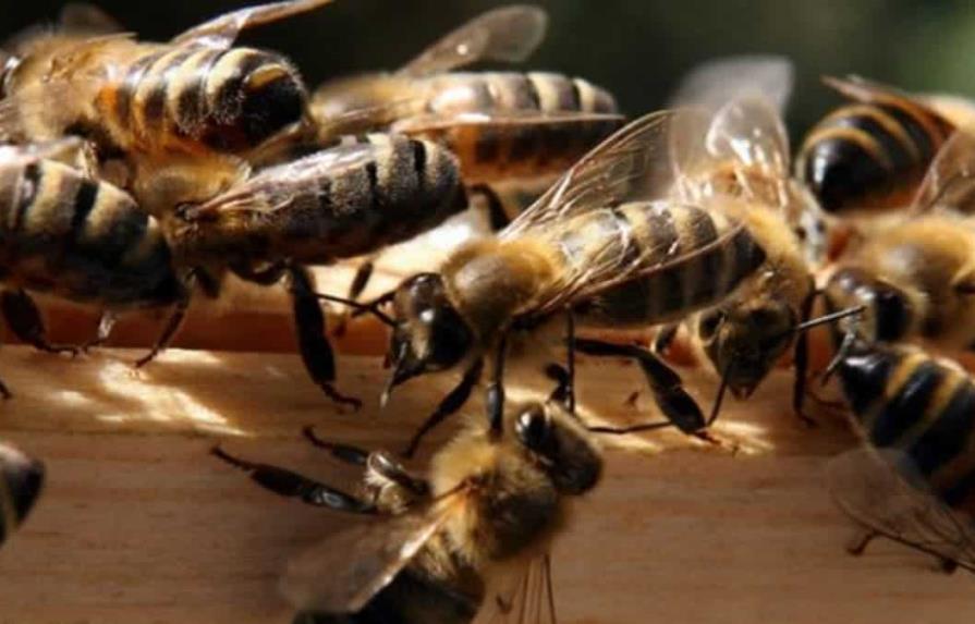 Las abejas que salvarán el planeta hacen la miel más pura en Isla de Pascua