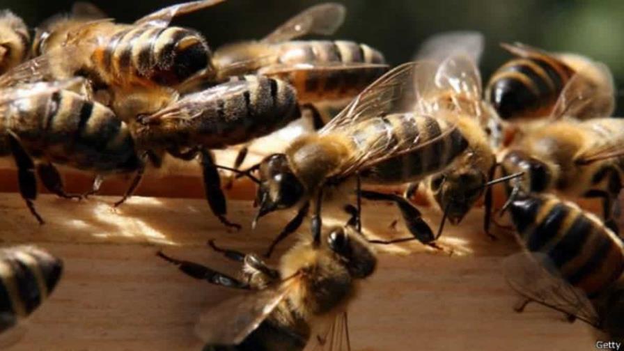 Las abejas que salvarán el planeta hacen la miel más pura en Isla de Pascua