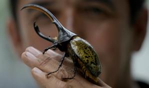 Escarabajos hacen abono en Colombia y son exportados a Jap&oacute;n