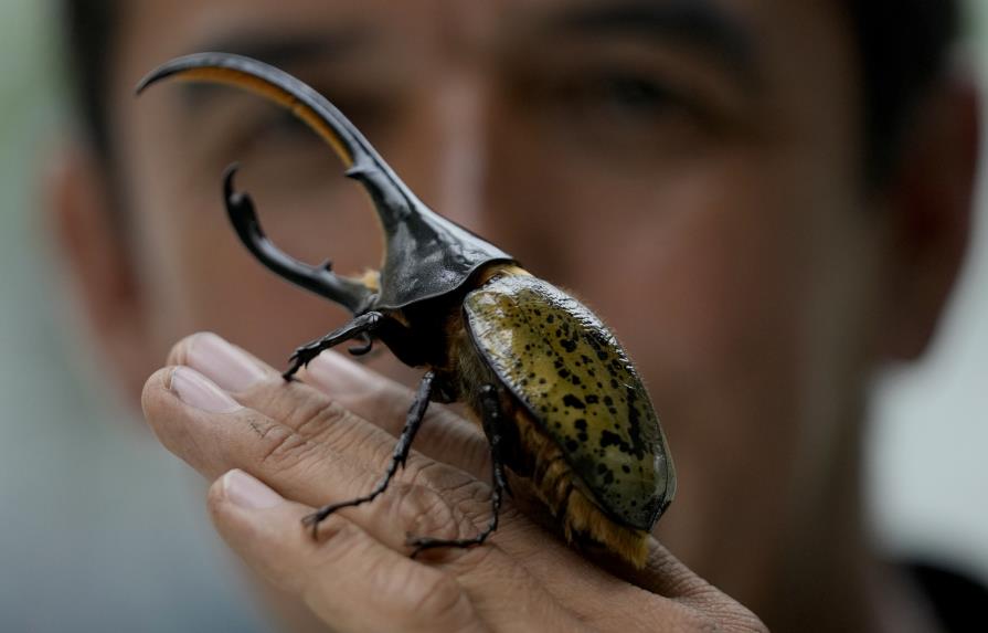 Escarabajos hacen abono en Colombia y son exportados a Japón
