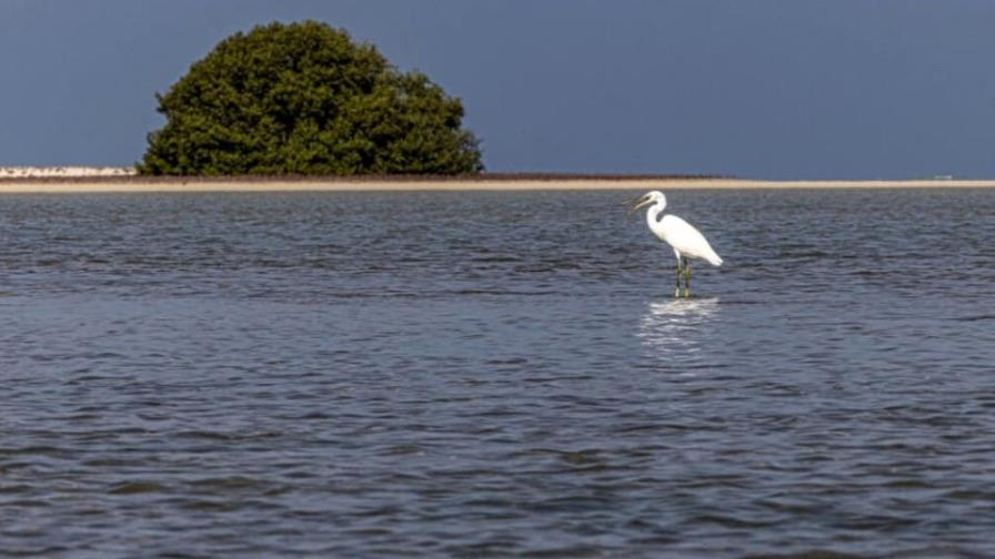 Naturaleza y clima, dos crisis gemelas que no pueden ser disociadas