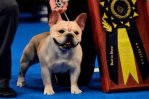 Winston, el primer bulldog francés en ganar la exposición canina en EEUU Winston, el primer bulldog francés en ganar la exposición canina en EEUU