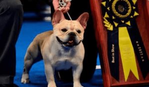 Winston, el primer bulldog francés en ganar la exposición canina en EEUU