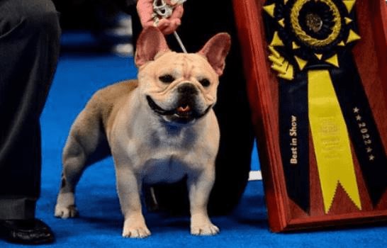 Winston, el primer bulldog francés en ganar la exposición canina en EEUU