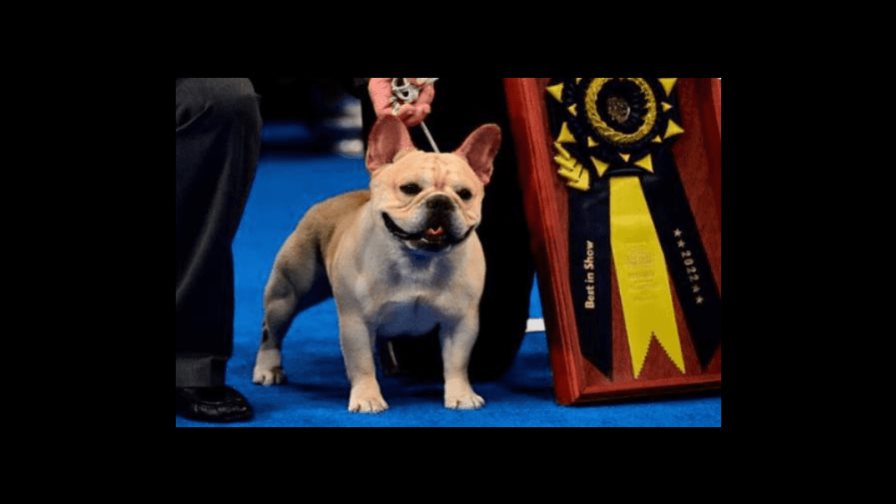 Winston, el primer bulldog francés en ganar la exposición canina en EEUU