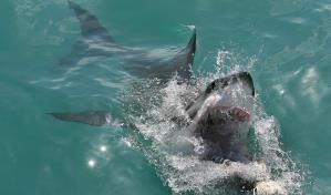 Los tiburones en el centro de la cumbre sobre especies amenazadas