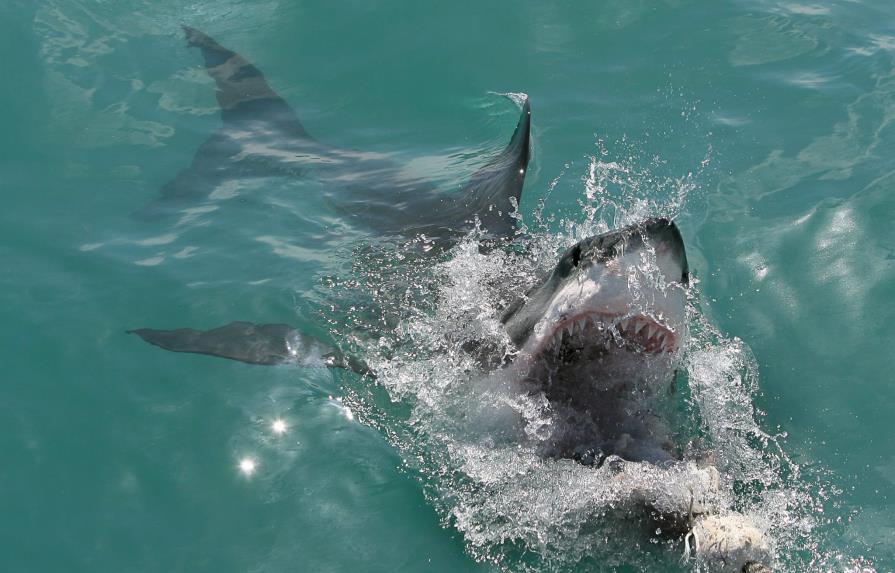 Los tiburones en el centro de la cumbre sobre especies amenazadas