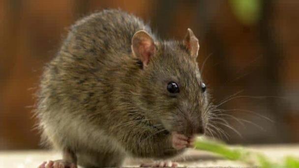 Ratas se comen droga que la Policía de la India guardada como prueba de narcotráfico