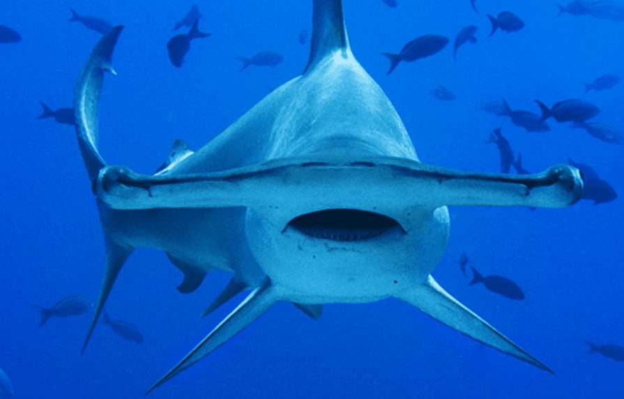 Cumbre sobre especies amenazadas aprueba histórica protección a tiburones