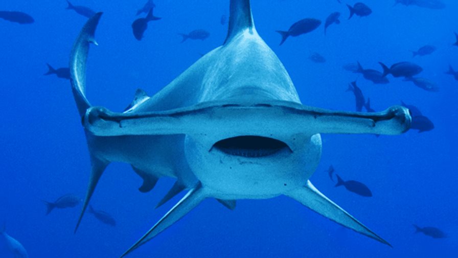 Cumbre sobre especies amenazadas aprueba histórica protección a tiburones Cumbre sobre especies amenazadas aprueba histórica protección a tiburones