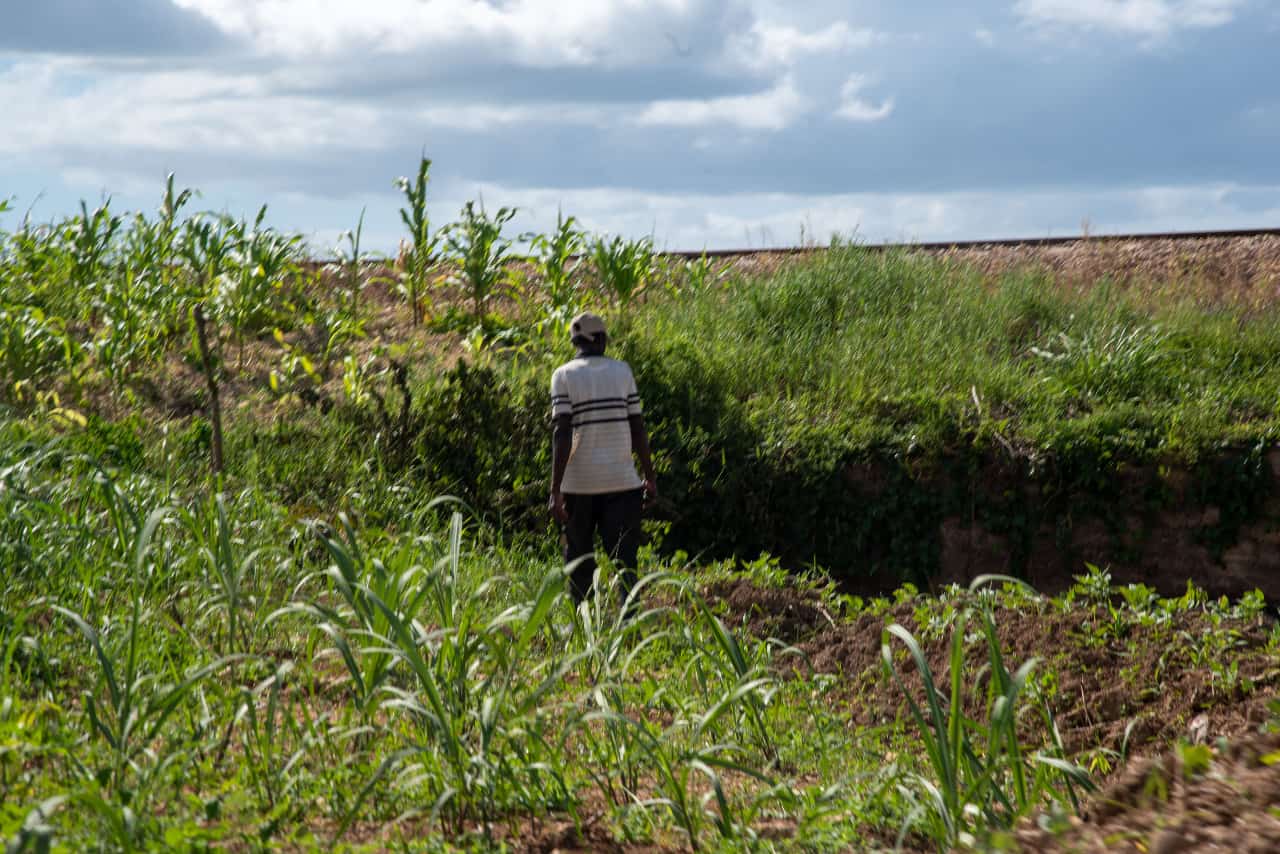 Los cortadores de caña residentes en los diversos bateyes que se encuentran bordeados por miles de hectáreas de cañaverales en La Romana.