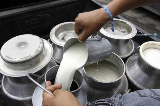 Industria de productos lácteos genera más de 4,300 empleos formales en República Dominicana