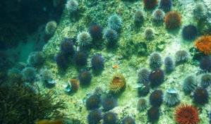 Desarrollan f&oacute;rmula para erizos de mar en Florida con fines de restauraci&oacute;n de arrecifes