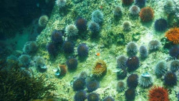 Calentamiento amenaza a seres marinos que hacen sus caparazones con carbonato